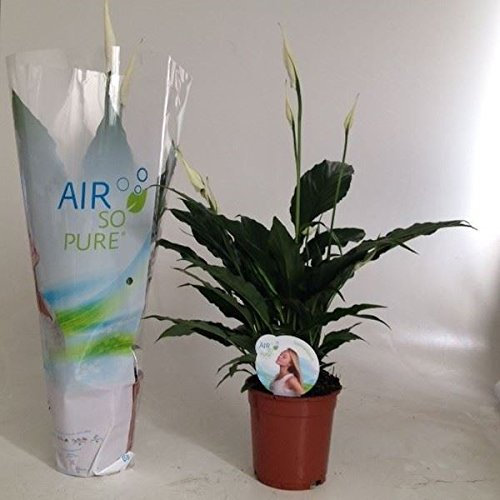 Peace Lily (Spathiphyllum Sweet Chico White) House Plant in a 13cm Pot