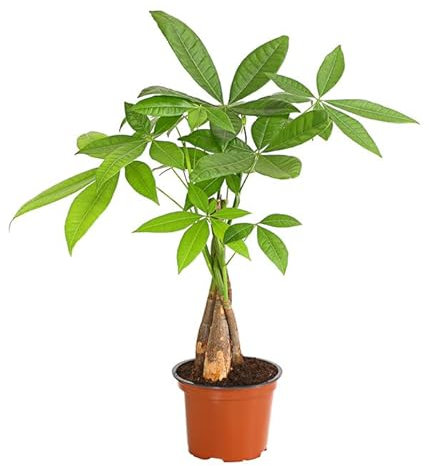 Pachira Aquatica Natural Planta de Interior Perfecta para Decorar el Hogar