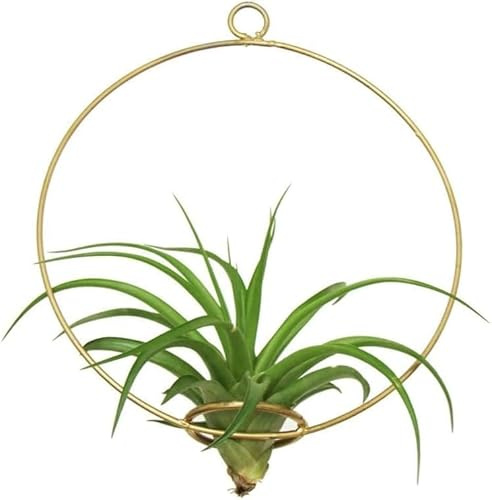 Tillandsia Pianta Vera Sospesa con Supporto Green Circle 20cm | Pianta da Interno Decorativa | Design Italiano Michieli Floricoltura | Idea Regalo