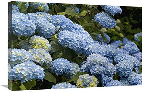 Global Gallery Bigleaf Hydrangea Madame riverain Variety Flowers-Canvas Art-30x20