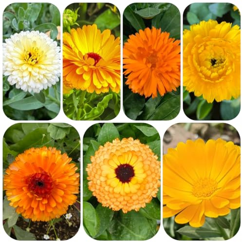 semi di calendula, resistenti esterno giardino, decorazione da balcone perenni 420pcs