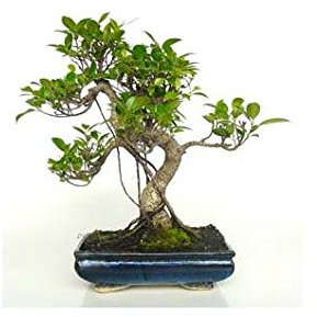 Ficus retusa 10 años