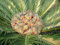 Cycas revoluta - Le Sago Palm - 10 large and heavy grains: Only seeds