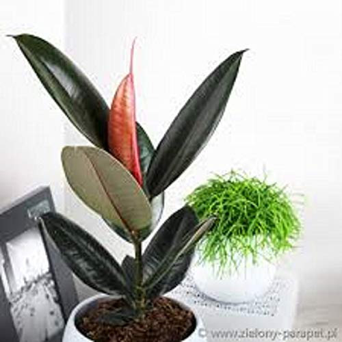 Planta de goma Ficus elastica Abidjan. 55 cm de alto aprox.