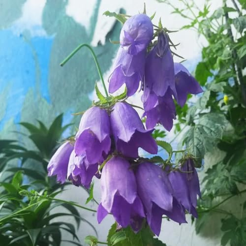 Semillas de campanilla-Campanula Medium,resistentes en maceta,decorativas resistentes para el jardín,hermosas en macetas.350pcs