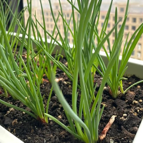 semillas de cebollino perenne variedades antiguas, jardín exóticas 100pcs