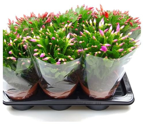 Pack de SEIS Schlumbergera o Cactus de Navidad Plantas Naturales con Flores