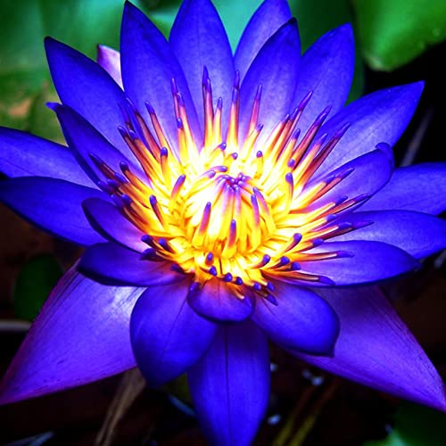 Lotus, RaritäT Mehrfarbige, SeerosenRhizome, Dauerblüher, Mehrfarbig Ertragreicherg. Sehr Exklusiv, Magic of Nature, Winterhart Rhizome, 30pcs-h