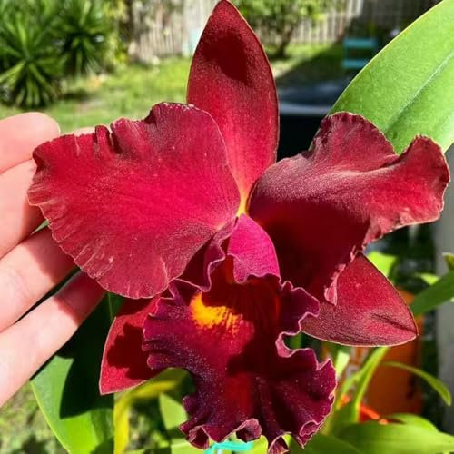 55 pcs orchideen samen - winterharte stauden Cattleya samen, blumen garten bonsai samen balkon deko, zimmerpflanzen samen, blumen samen mehrjährige, orchidee winterharte kübelpflanzen,