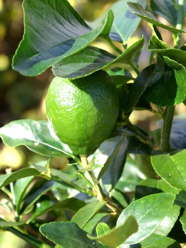 Lime Tree (Citrus latifolia) Tahiti Lime