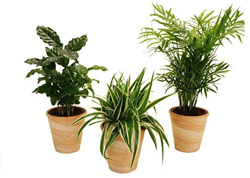 Dominik Blumen und Pflanzen, Indoor-Trio, Kaffee-Pflanze, Grünlilie und Zimmerpalme jeweils mit Dekotöpfen, terrakottafarben