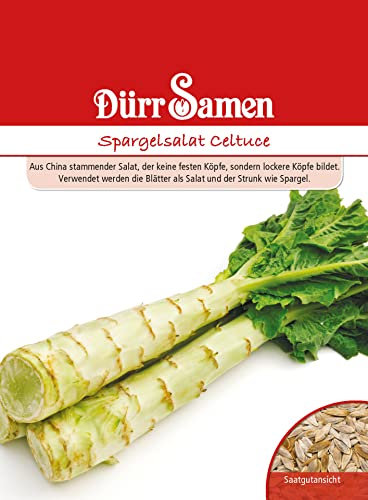 Spargelsalat Samen Celtuce Spargelsamen Spargel Salatsamen Salat ca 100 Korn Saatgut Garten Hochbeet Kübel Dürr Samen