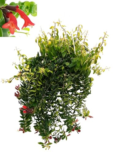 POWERS TO FLOWERS - AESCHYNANTHUS RASTA, pianta vera