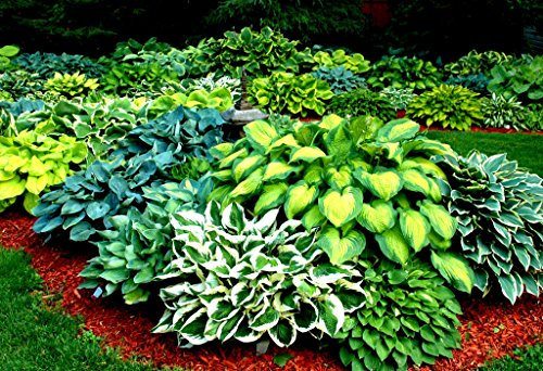 Portal Cool Antioch: scelta di 60 differenti tipi di semi Hosta Rare! 10 Semi per confezione - pettine. S/H