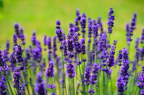Approx. 400 Seeds - Lavandula angustifolia Munstead Strain (True Lavender) - Premium Lavender Seeds for Planting