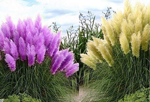 Big Set Frosthartes Amerikanisches Pampasgras Cortaderia Ziergras im Mix 5x rosa 5x weiß