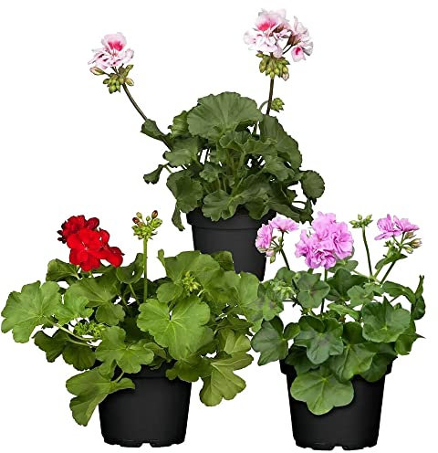 Geranios Naturales - Pack 3 Plantas - Flores de Calidad para Terraza y Jardín