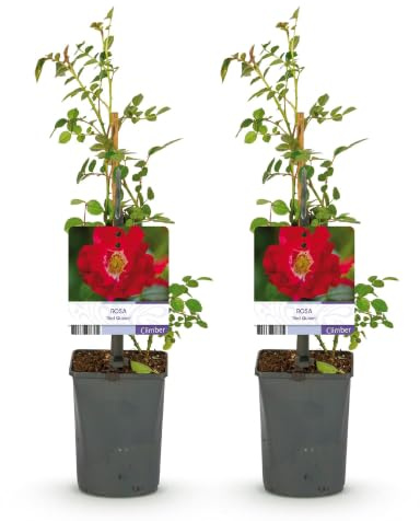 Rosal Trepador Red Queen, Jardín, Rojo, 2 Plantas de 40cm, Maceta 11cm