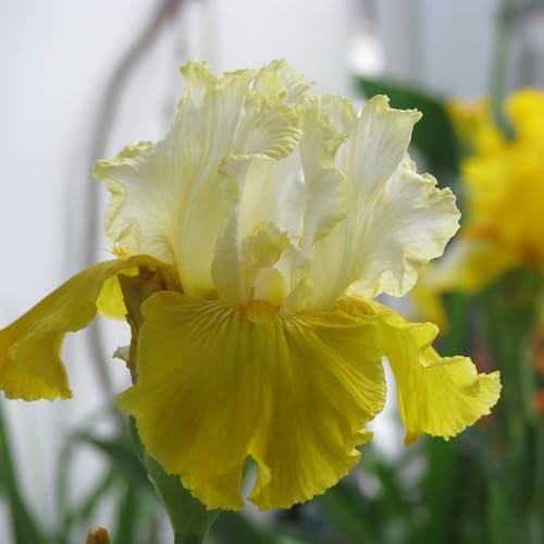 Iris germanica White and Yellow - Bulbo