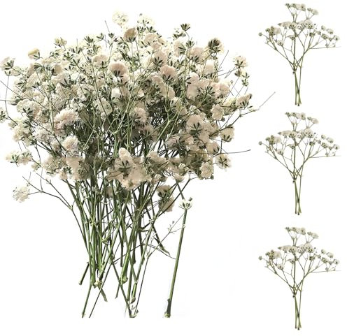 SURALIN Lot de 50 Gypsophiles Blanches Séché, Véritables Fleurs Naturelles Pressées à Sec, Fleurs Séchées Art Gypsophile Bricolage, Fabrication de Cartes de Mariage