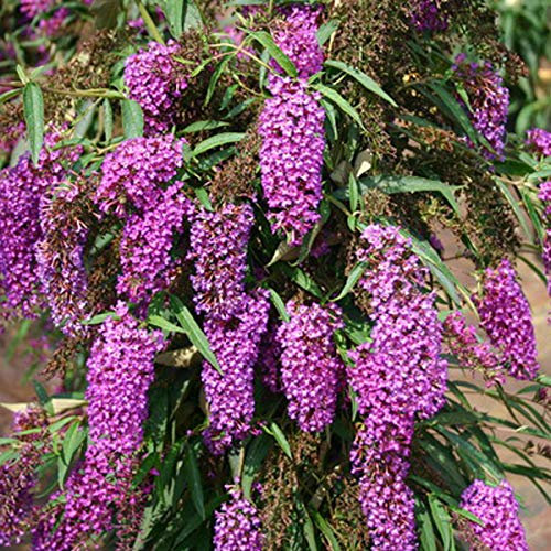 Buddleja Davidii Nanho Purple - Fjärilsbuske Nanho Purple 40-60 cm krukväxt