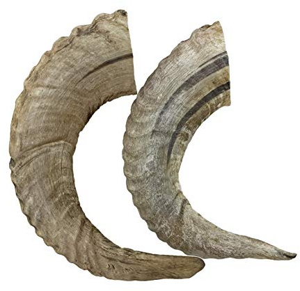 WhiteTail Naturals - Lamb Horns for Dogs (2 Pack- Small) Long Lasting Dog Chews - Grain Free Chew Bone - Natural Ram Sheep Horn Treat - Tough Chew Toy for Medium Breeds and Teething Puppies.