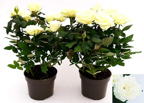 POWERS TO FLOWERS - ROSA DA GIARDINO RAMPICANTE e RIFIORENTE, ROSA BIANCA, 2 PIANTE, Piante Vere
