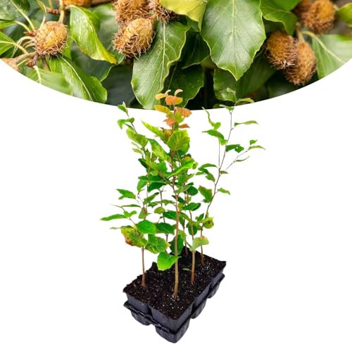 Happy Plants Fagus sylvatica Rotbuche 6 Stück I 40 cm x ⌀9 cm, ideal als Gartenhecke, Heckenpflanze Gartenpflanze Buchenhecke Buche Pflanze Grünpflanze Hecke, frisch aus unserer Gärtnerei