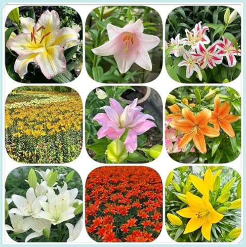 Lilium,Lirio Blanco/naturales/Embellecer el entorno,brillante,horticultura,Decoración Del jardín.-8Pcs-I