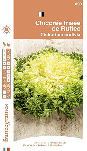 France Graines - Chicorée Frisée de Ruffec