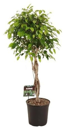 Fico di betulla – Ficus Benjamina Exotica – Pianta d'appartamento – Ø 27 cm – 120 cm