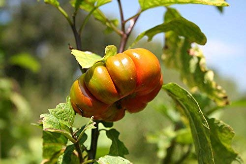 Aubergine Orange Turque Scarlet Solanum Aethiopicum Fruits Graines De Légumes