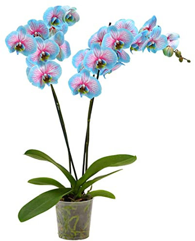 Dehner Schmetterlingsorchidee Blue Wonder, Phalaenopsis cultivars, hellblaue und pinke Blüten, 50-60 cm, Ø Topf 12 cm, Zimmerpflanze