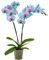 Dehner Schmetterlingsorchidee Blue Wonder, Phalaenopsis cultivars, hellblaue und pinke Blüten, 50-60 cm, Ø Topf 12 cm, Zimmerpflanze