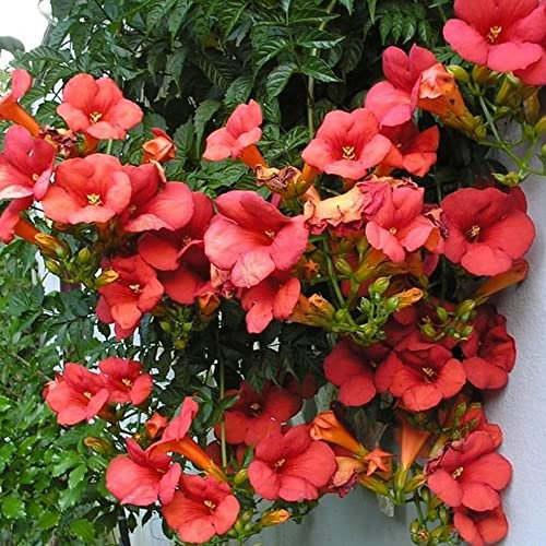 GardenersDream Campsis 'Madame Galen' - Plante Grimpante Résistante au Froid Bignone - Plantes Extérieur Jardin Vivaces - Plante de Balcon aux Fleurs Orange-Rouge