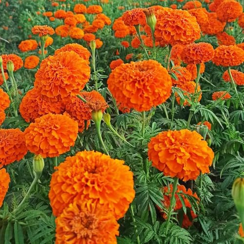 Semi di calendula resistente - rari esterno giardino 500pcs