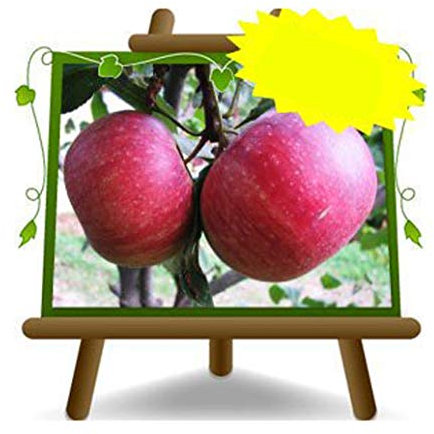 Pommiers Annurca - Plante fruitière vieux Porte greffe M9 sur pot 26 - arbre max 220 cm - 4 ans