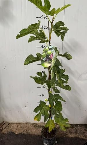 Pianta di fico a striscio fico variegato fico panachè foto reali H 60cm foto reali