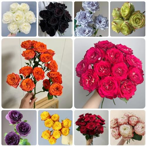 Semi di rosasemi resistenti, esotici, decorazioni di rosasemi, campo biologici, 450pcs