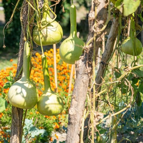 semillas de Lagenaria siceraria - Calabaza de botella cocina jardín verdes semillas cama elevada jardín resistentes para jardines rocas 15pcs