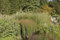 Panicum virgatum 'Cloud Nine' – Winterhart, Mehrjährig, Pflegeleicht – Rutenhirse – Ziergras für Beet & Rabatte