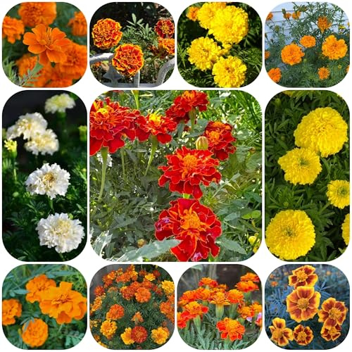 semi di tagetes, tagete di selvatici, aiuole rialzate di calendula ornamentali, decorazione, perenni 100pcs