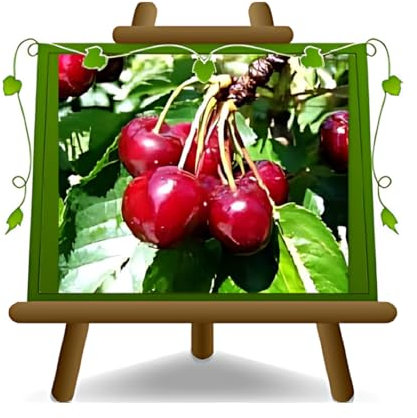 EURO PLANTS VIVAI Dulce cereza Bigarreau Burlat C1 árboles frutales Altura: 170 cm Edad: 2 años Jarrón: Diámetro 20 cm