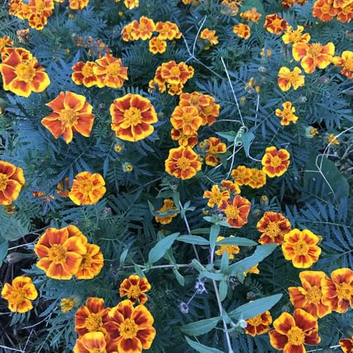 semi di calendula - calendula - selvatici, aiuole rialzate di balcone, luoghi soleggiati resistenti per il 400pcs