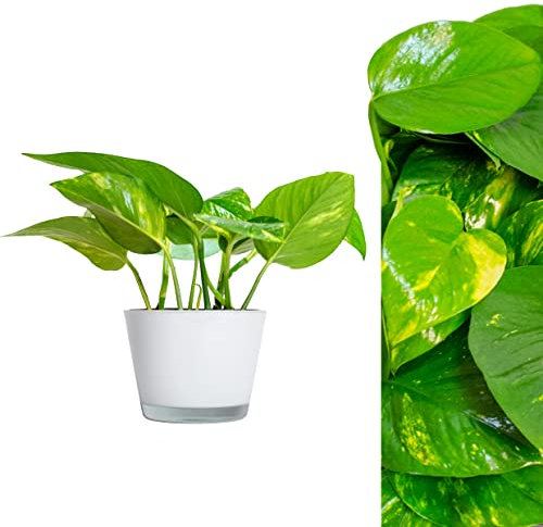 Scindapsus Epipremnum Efeutute in verschiedenen Grössen und Formen - 5 TÖPFE - am Moosstab, hängend als Ampel oder im Topf - Pflegeleichte immergrüne Zimmerpflanzen