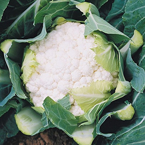 Cauliflower Boris F1 Qulaity Kings Seeds Vegetable Packs