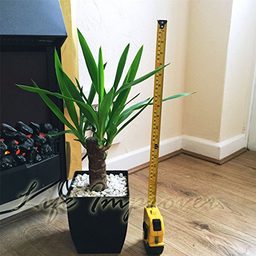 1 Spineless Yucca Elephantipes Evergreen Table Plant @ Gloss Black Milano Square Pot