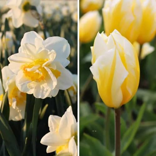 Tulpanlökar - Påsklilja blomlökar - Jacques Darlings - 25 blomsterlökar - Blomlökar mix - Blomlökar Amsterdam - Storlek 12+