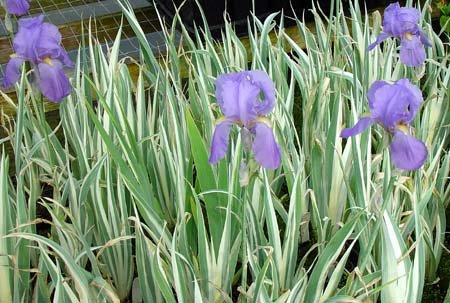 3 Iris Palida Variegata/Sweet Iris/Dalmation Iris inch