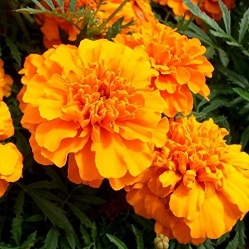 Tagète oeillet d'Inde Petite Orange 300 graines